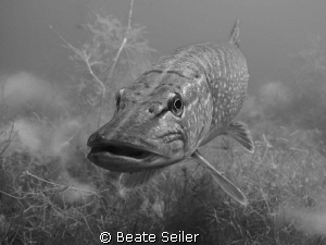 Northern pike , B/W by Beate Seiler 